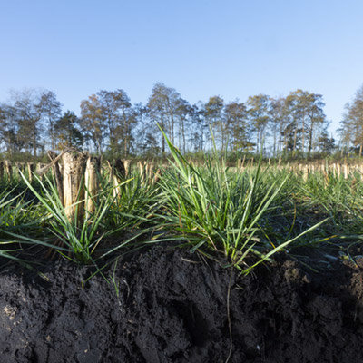 barenbrug-covercrops_0.jpg