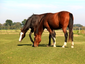 paard_10.jpg