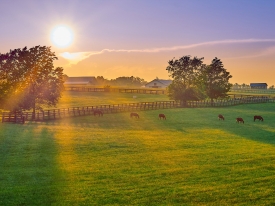 header_horses.jpg