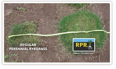 Sementi_product_image3_RPRRegenerating