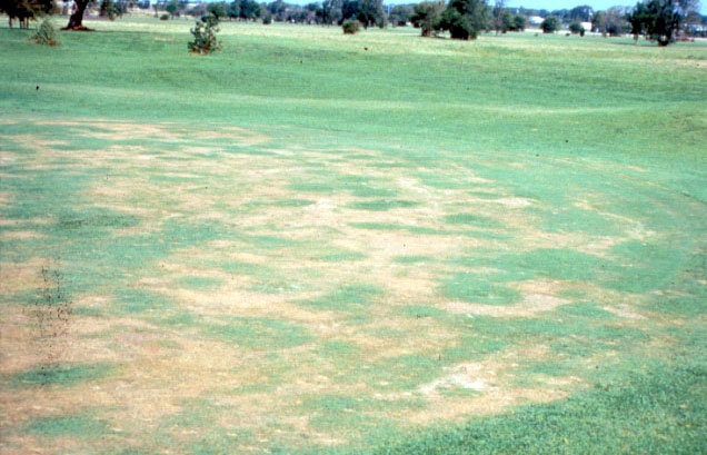 localized-dry-spots-on-green