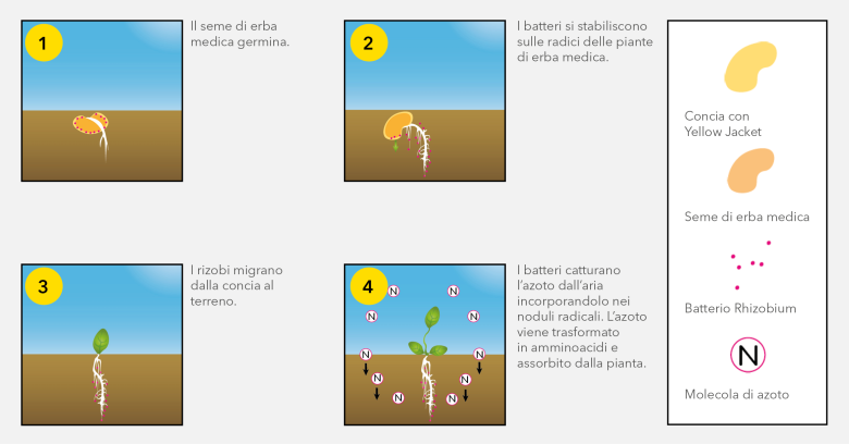 AFB_Luzerne_Rhizobium-bacteriën_IT.png