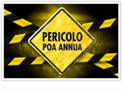 IMAGE_IT_Poa_annua_01.jpg