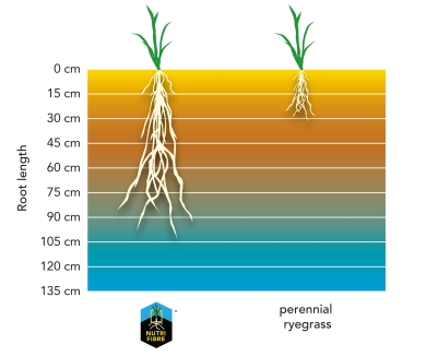 graph_drought_tolerant-edit.jpg