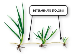 RPR_Determinate_stolons.jpg