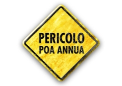 Visual_link_IT_Poa-Annua-900.jpg