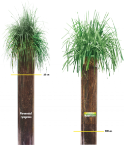 gras_engels_nutrifibre_eng.png