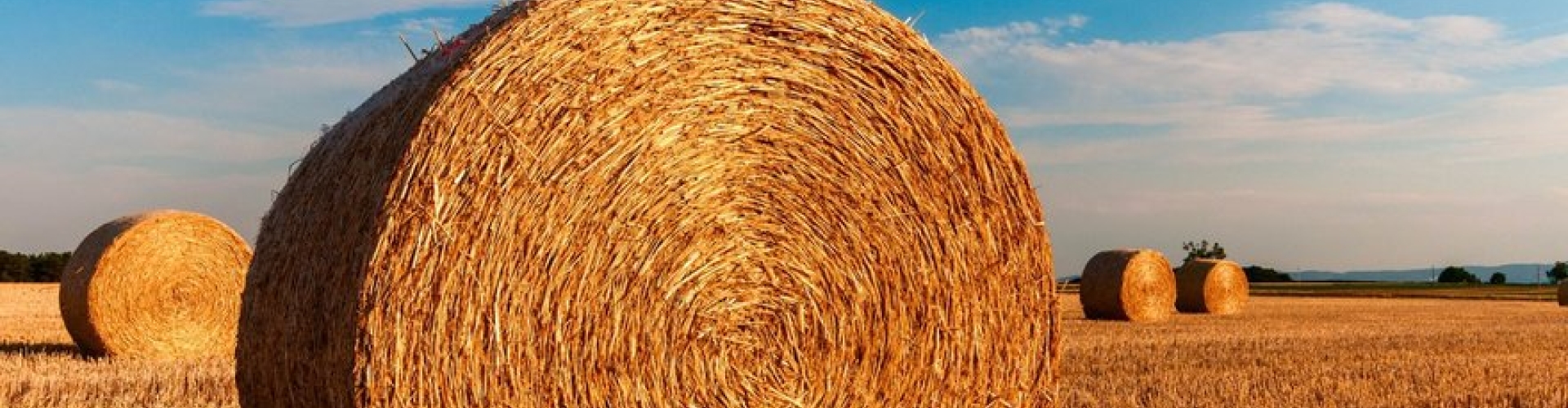 Foraggere_product_header_MoxieTeff