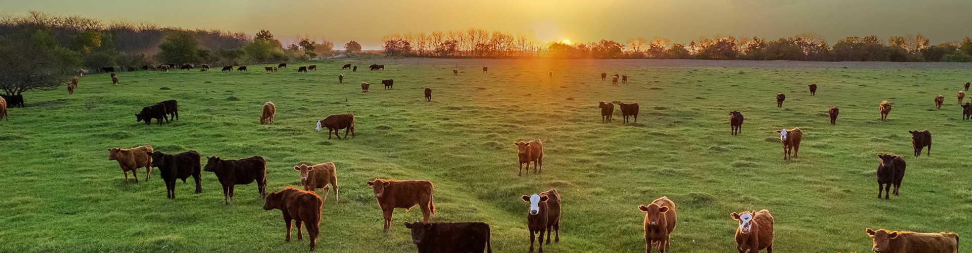 Ag_Challenges_Solutions_Header_fodderbudget.jpg