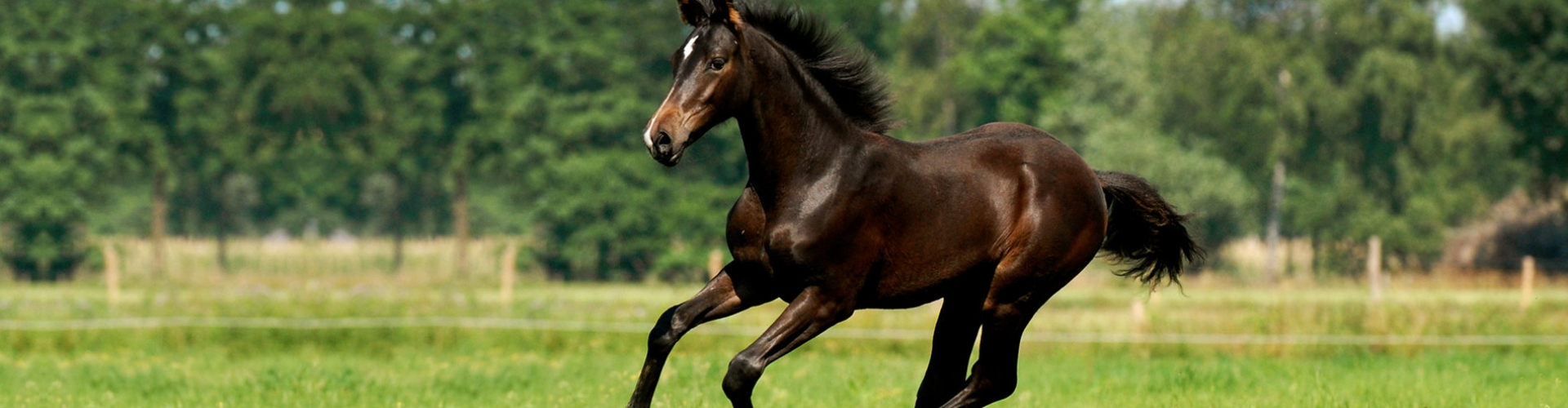 header_fructaangehalte (1).jpg