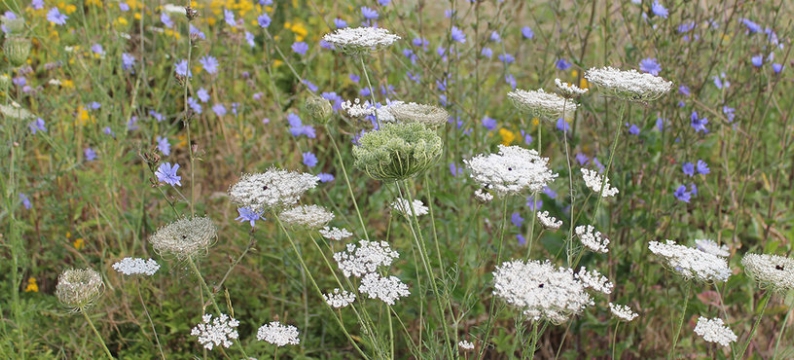 Sementi_product_header_BiodiversityWildflowers