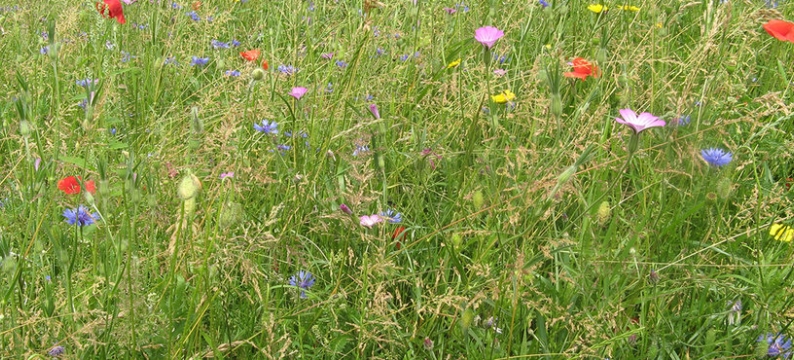Sementi_product_header_RoadsideWildflowers