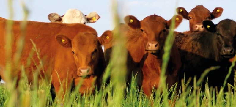 Foraggere_product_header_BeefMaster