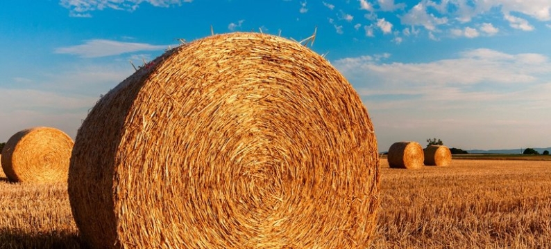 Foraggere_product_header_MoxieTeff