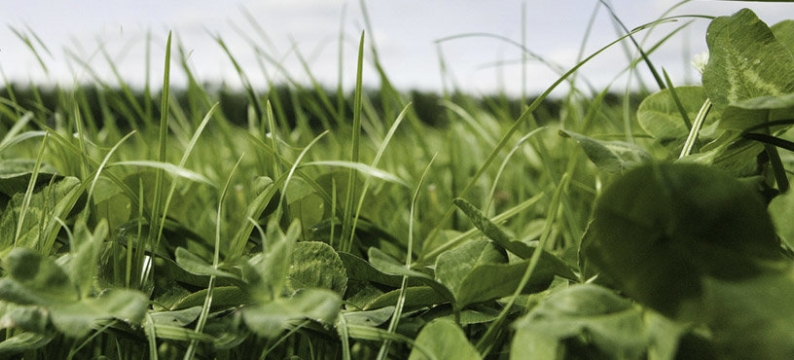 Foraggere_product_header_ProtaPlus