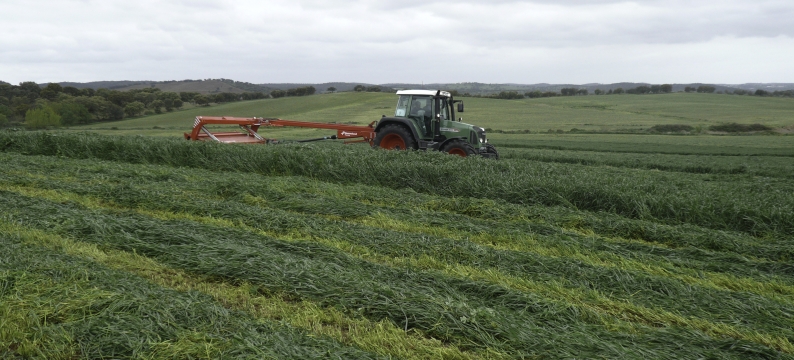 Westerwold Ryegrass
