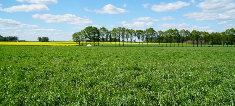 Westerwold ryegrass grass variety
