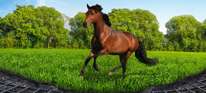 Large_HorseMaster_RPR.jpg