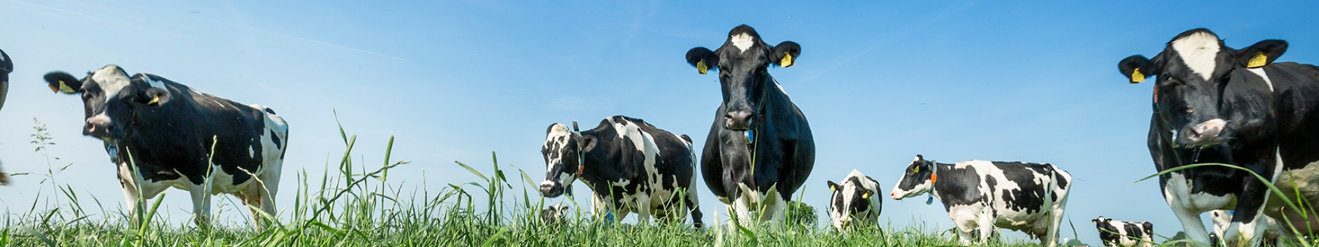 Segmento Dairy