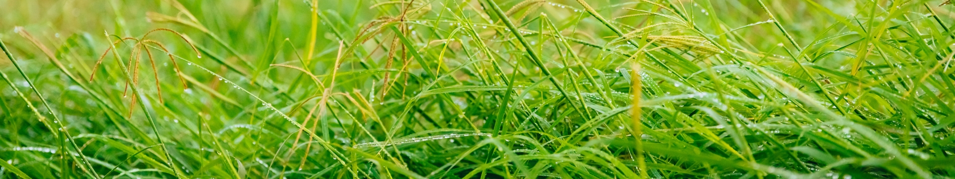 NQ Tropical Seeds_2.jpg
