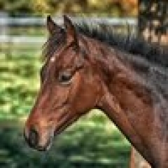 foal-3818264_1920.jpg