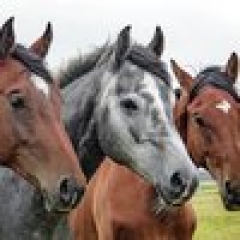 horses-1414889_1920.jpg